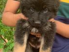 German Shepherd Puppies