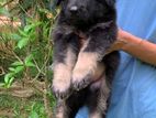 German Shepherd Puppies