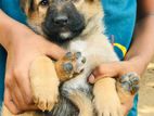 German Shepherd Puppies