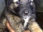 German Shepherd Puppies