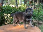 German Shepherd Puppies