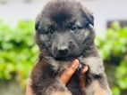 German Shepherd Puppies