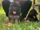 German Shepherd Puppies