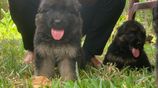 German Shepherd Puppies