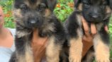 German Shepherd Puppies
