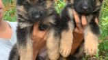 German Shepherd Puppies