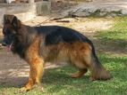 German Shepherd Puppies