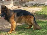 German Shepherd Puppies