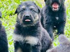 German Shepherd Puppies