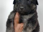 German Shepherd Puppies