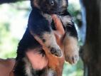 German Shepherd Puppies