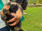 German Shepherd Puppies