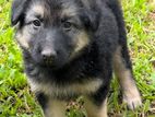 German Shepherd Puppies