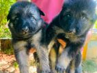 German Shepherd Puppies