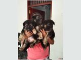 German Shepherd Puppies