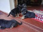 German Shepherd Puppies