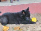 German Shepherd Puppies