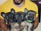 German Shepherd Puppies
