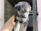 German Shepherd Puppies