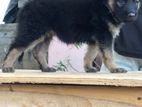 German Shepherd Puppies