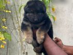 German Shepherd Puppies