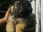 German Shepherd Puppies