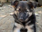 German Shepherd Puppies