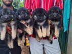 German Shepherd Puppies