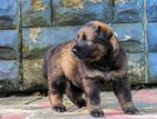 German Shepherd Puppies