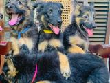 German Shepherd Puppies