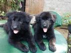 German Shepherd Puppies