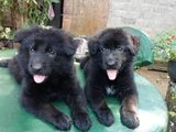 German Shepherd Puppies