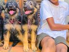 German Shepherd Puppies