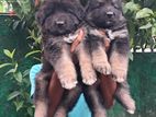 German Shepherd Puppies