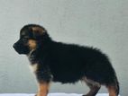 German Shepherd Puppies