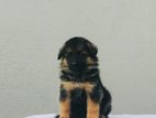 German Shepherd Puppies