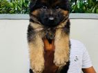 German Shepherd Puppies