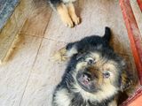 German Shepherd Puppies