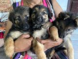 German Shepherd Puppies