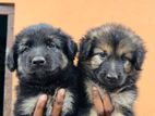 German Shepherd Puppies