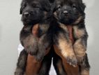 German Shepherd Puppies