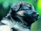 German Shepherd Puppies