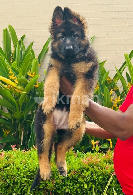 Shepherd Double Large Boned German Shepherd Puppies For Sale