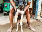 German Shepherd Puppies