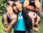 German Shepherd Puppies