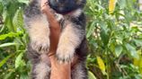 German Shepherd Puppies