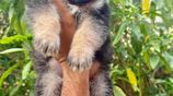German Shepherd Puppies