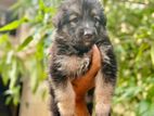 German Shepherd Puppies