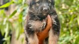 German Shepherd Puppies