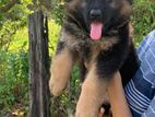German Shepherd Puppies
